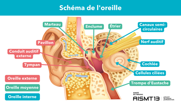 AISMT13 Schéma de l’oreille