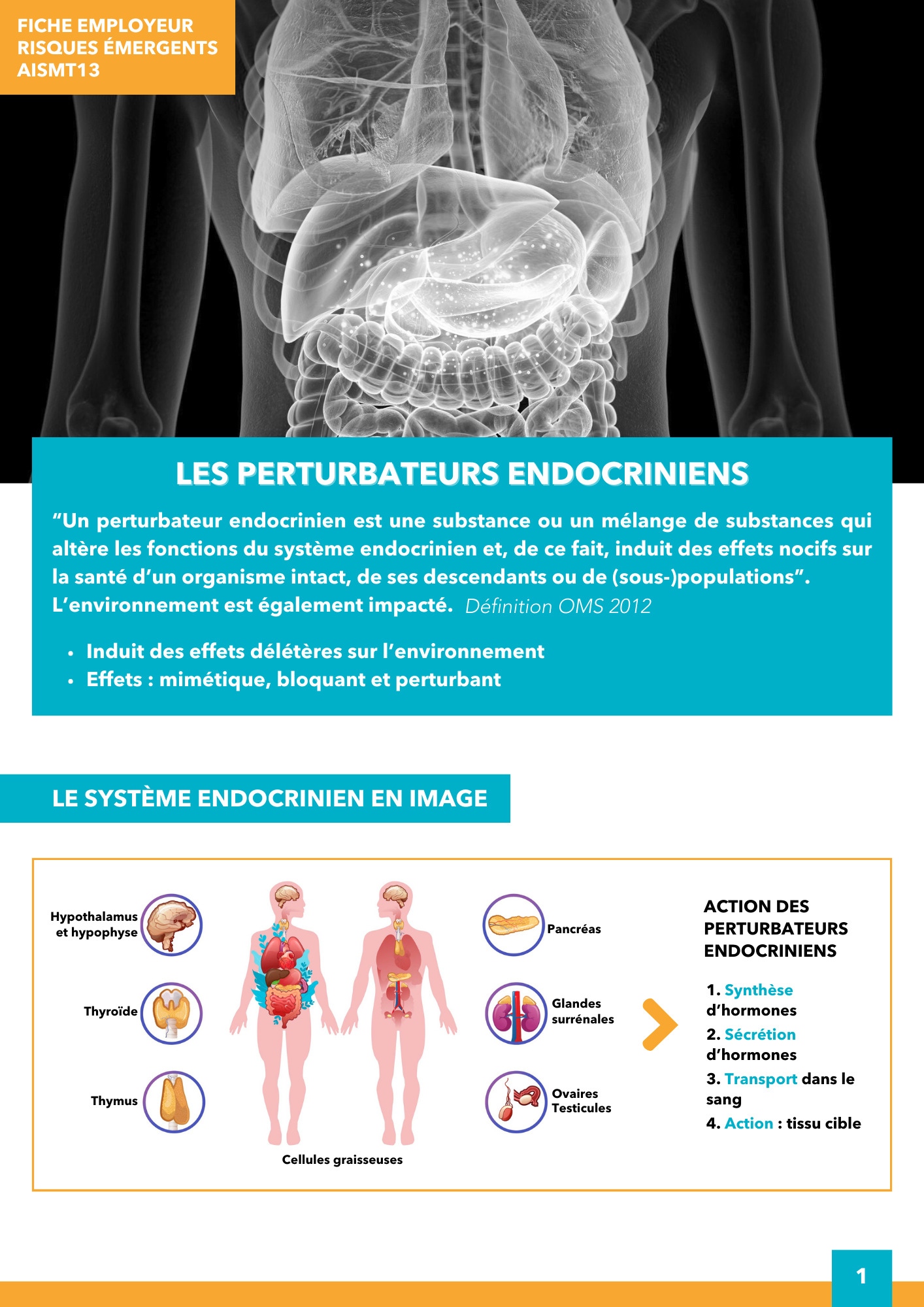 Perturbateurs endocriniens Fiche employeur Risques émergents AISMT13